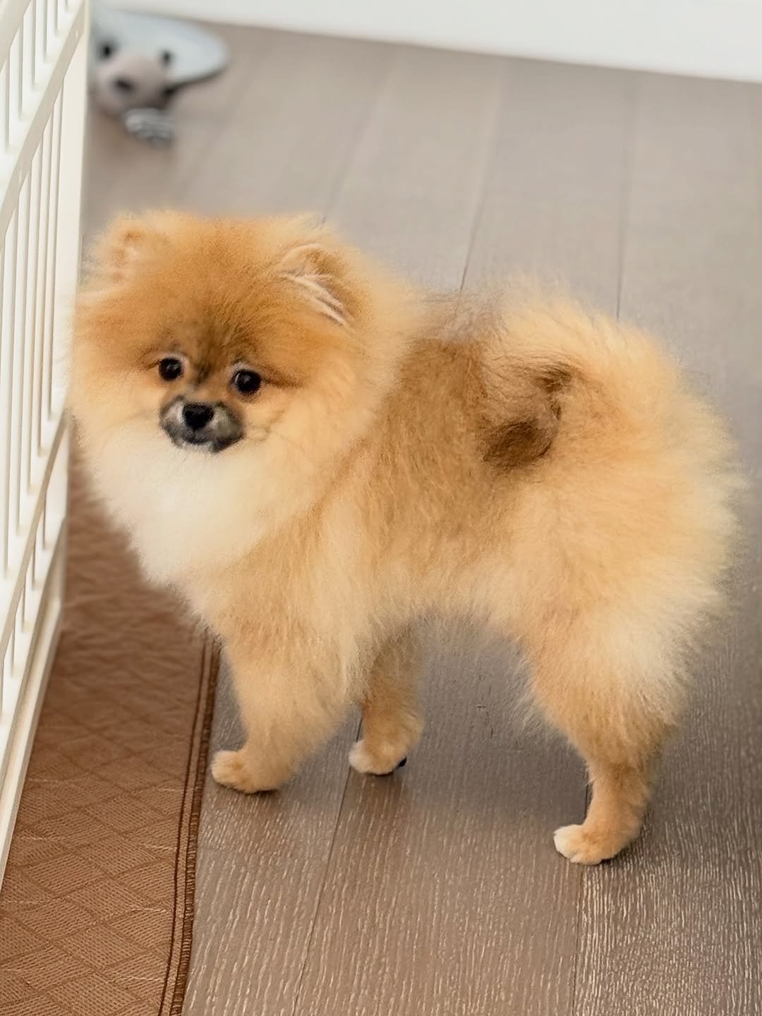 pomeranian